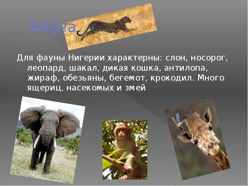 Фауна Для фауны Нигерии характерны: слон, носорог, леопард, шакал, дикая кошка, антилопа, жираф, обе