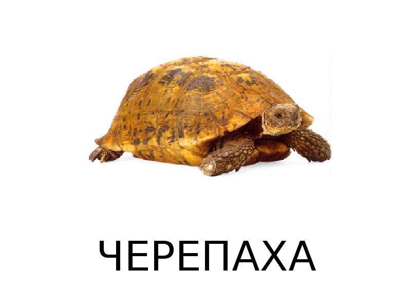 Пашка черепашка картинка