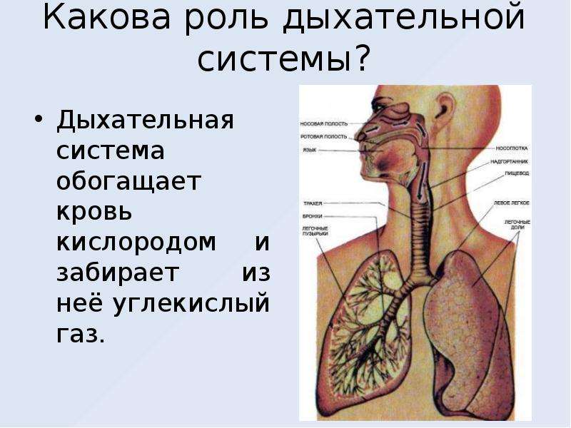 Презентация на тему дыхание. Какова роль дыхательной системы. Работа дыхательной системы человека. Информация о дыхательной системе человека. Доклад на тему дыхательная система.