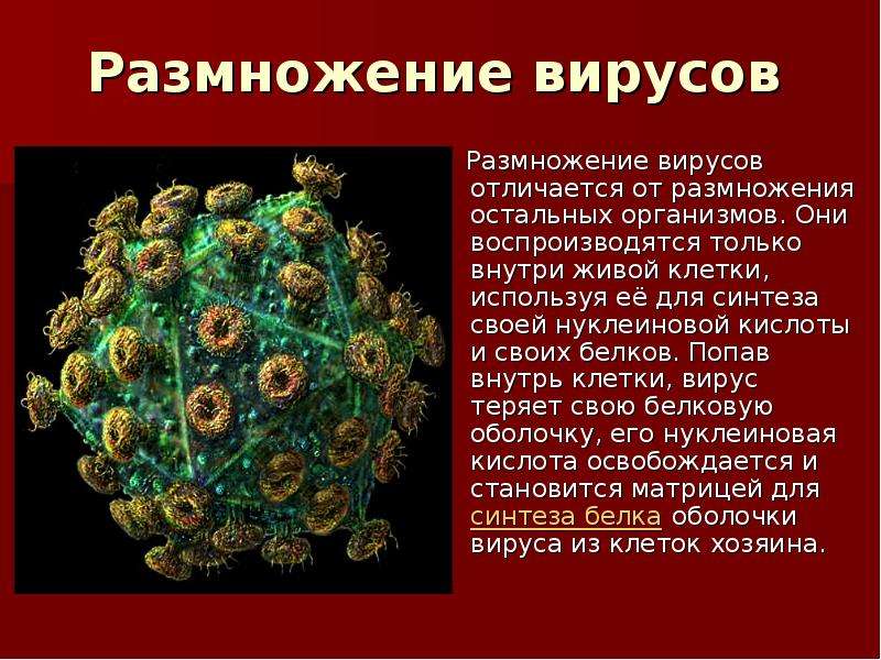 Биология 8 вирусы. Презентация по биологии 5 кл вирусы. Сообщение на тему вирусы по биологии 5 класс. Вирусы доклад. Сообщение о вирусах.