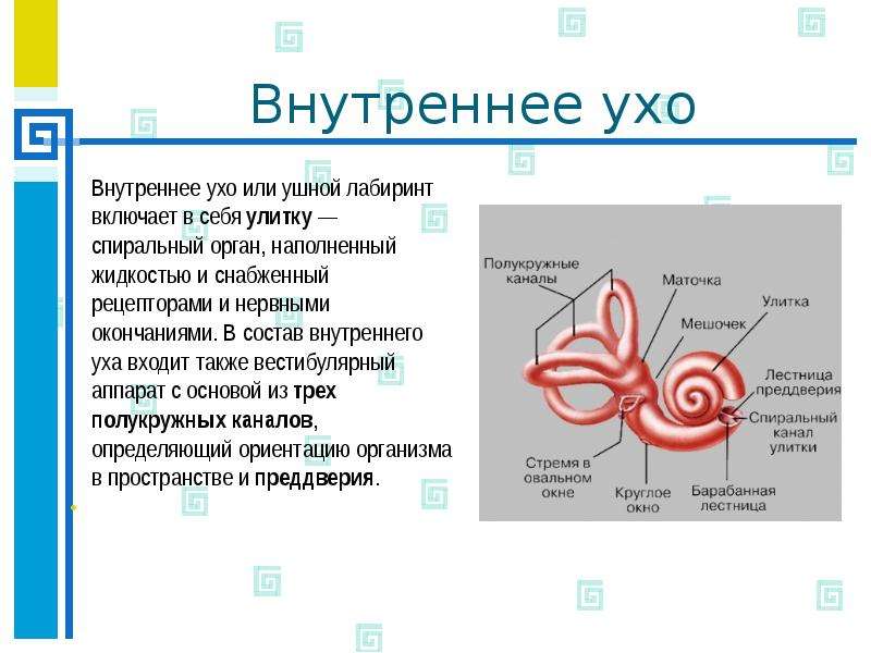 Презентация внутреннее ухо