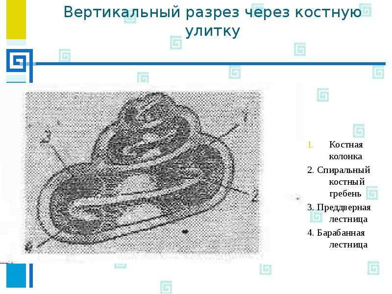 Аномалии развития уха презентация