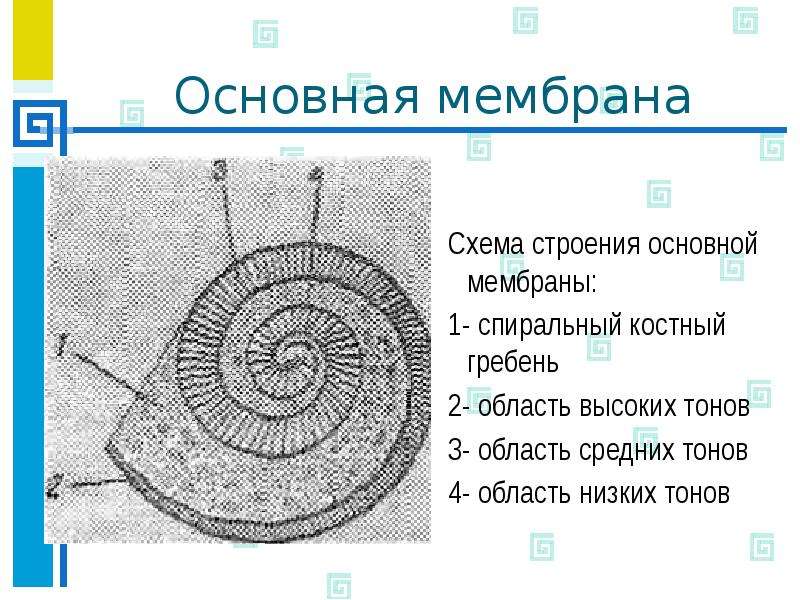 Основная мембрана. Основная мембрана уха. Строение уха основная мембрана. Волокон основной мембраны.