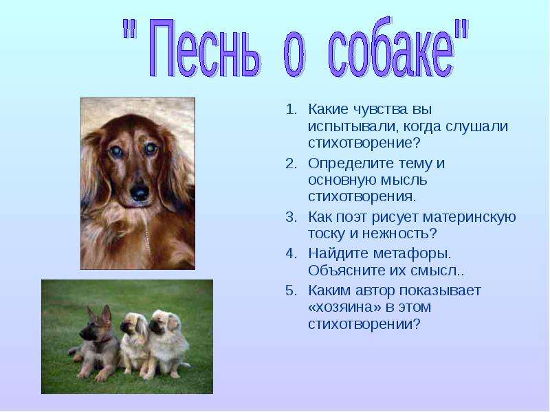 Песнь о собаке слушать. Песнь о собаке. Стих про собаку. Стих песнь о собаке. Песнь о собаке текст стихотворения.