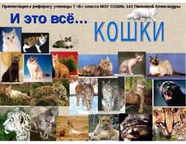 И это всё… кошки