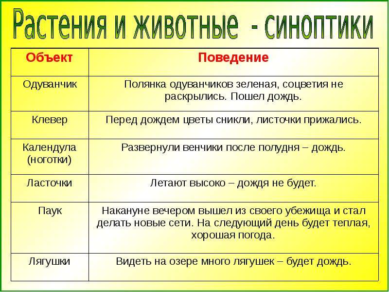 Проект по теме животные синоптики