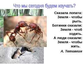 Скачать презентацию Почва как среда обитания животных