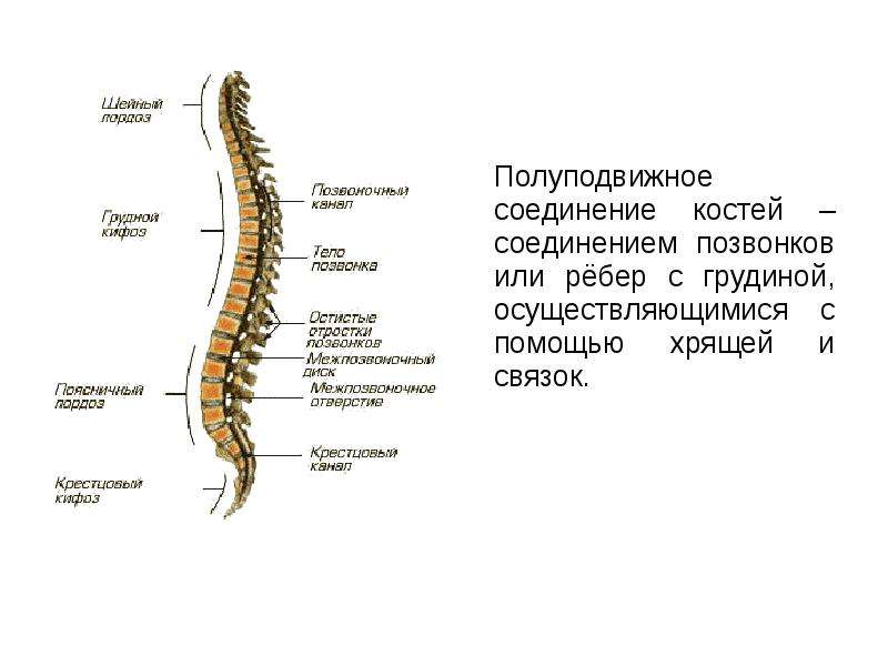 Полуподвижное соединение. Позвоночный столб отделы изгибы. Соединения позвоночного столба с ребрами. Полуподвижное соединение костей осуществляется с помощью. Между рёбрами и грудиной образуется полуподвижное соединение.