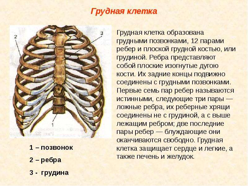 Позвонки подвижные или нет. Строение скелета грудины. Строение скелета грудины человека. Анатомия скелет грудной клетки с описанием. Анатомия скелет грудной клетки ребра Грудина