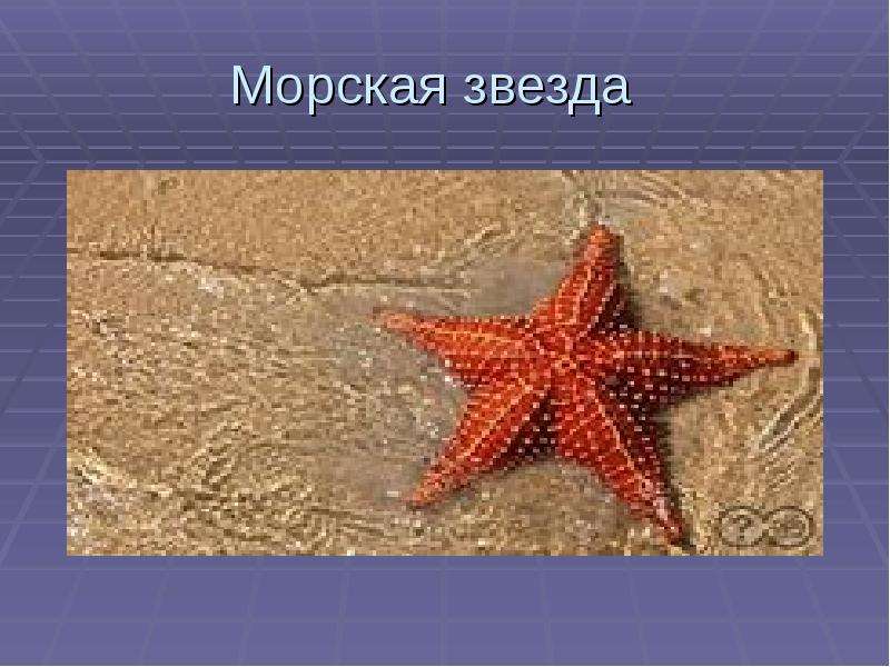 Морская звезда презентация