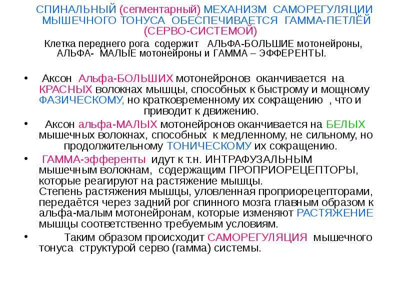 Схема спинальных механизмов регуляции мышечного тонуса с каналами обратной связи