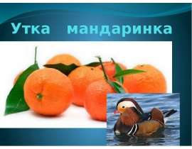 утка мандаринка