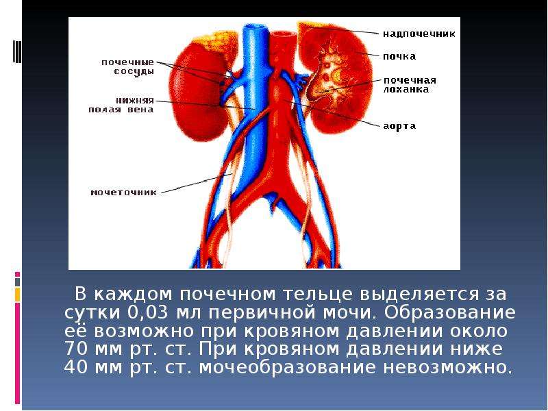 Строение мужского органа фото