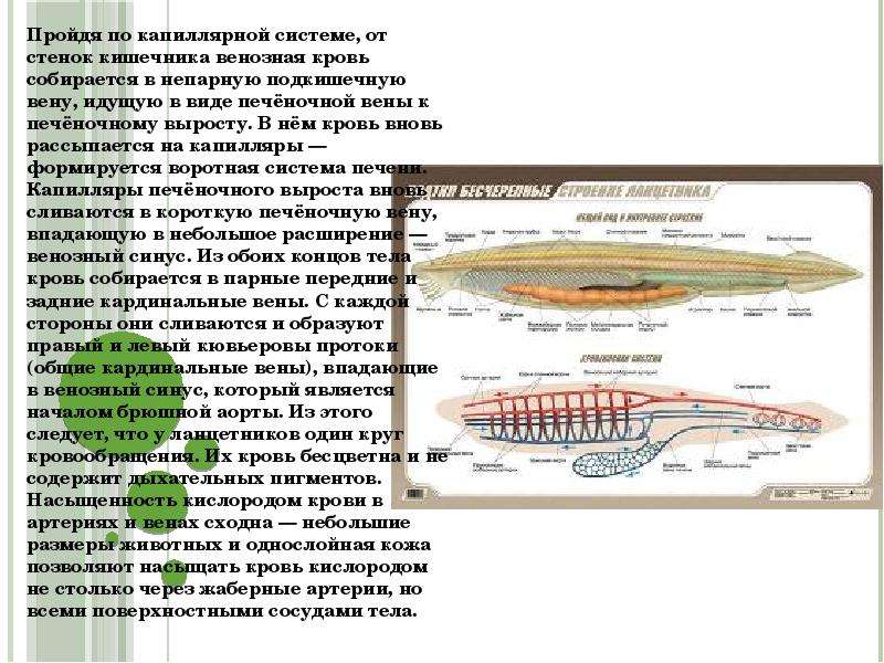 Околожаберная полость ланцетника