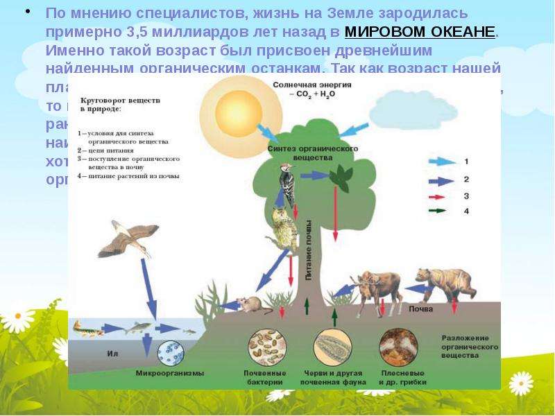 Круговорот веществ в биосфере презентация 9 класс