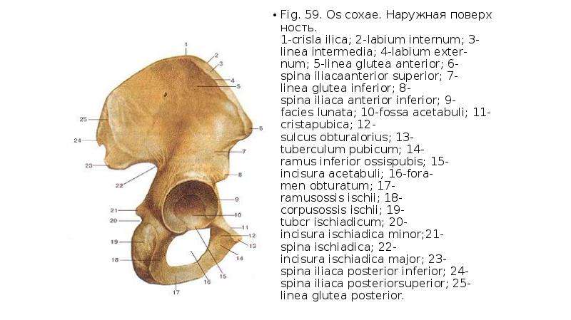 Fossa перевод с латинского. Linea glutea inferior. Тазовая кость linea glutea anterior. Spina iliaca anterior inferior. Spina iliaca posterior inferior.