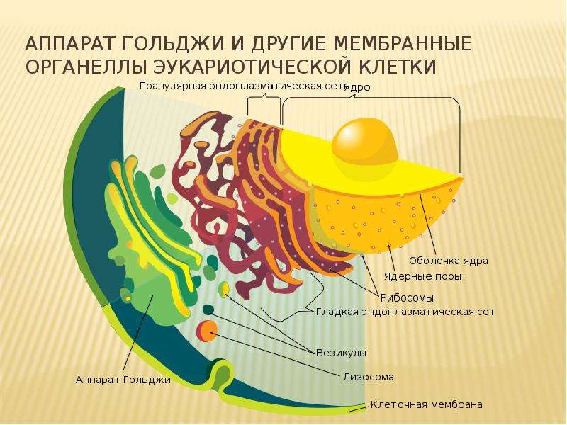 Мембрана аппарата гольджи. Органоид комплекс Гольджи. Органоиды эукариотической клетки аппарат Гольджи. Комплекс Гольджи мембранный органоид.