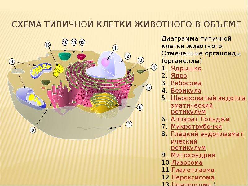 Найди какими цифрами на рисунке обозначены следующие клеточные органоиды