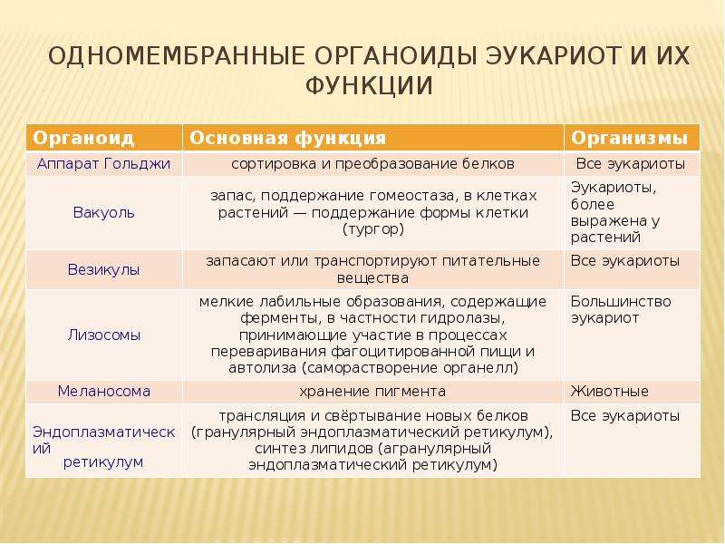 Одномембранные органоиды схема