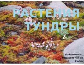 Растения тундры (2 класс)