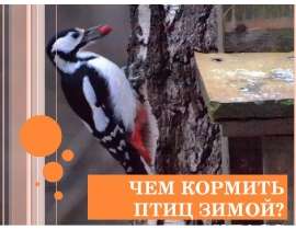 Чем кормить птиц зимой?
