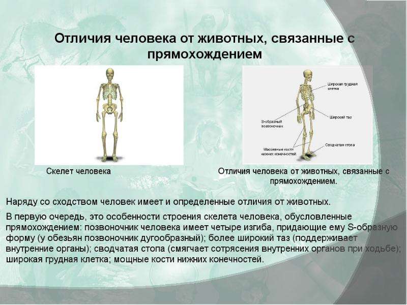 Отличия это связано с. Отличия человека и животных. Приспособления скелета человека к прямохождению. Отличия человека с прямохождением. Отличия человека от животных, связанные с прямохождением.