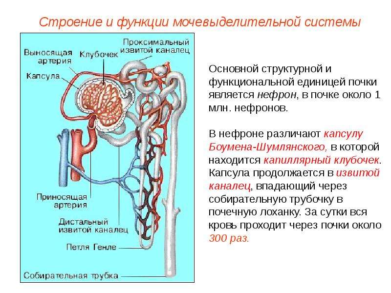 Мочевыделительная система презентация 8 класс биология