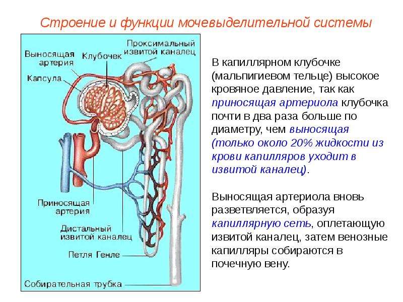 Выделительная система человека 8 класс презентация биология