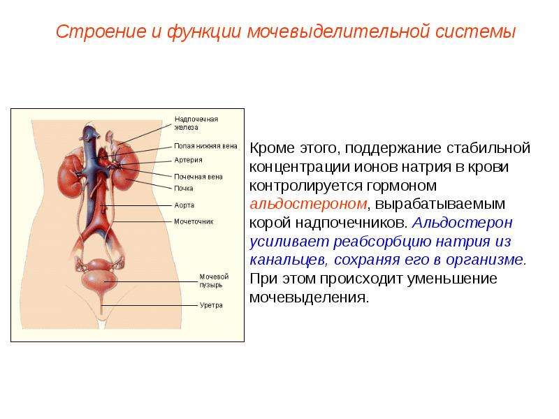 Презентация по биологии 8 кл выделение