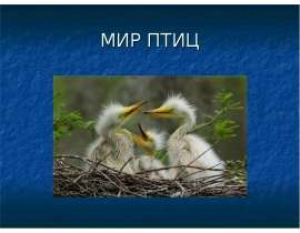 Мир птиц