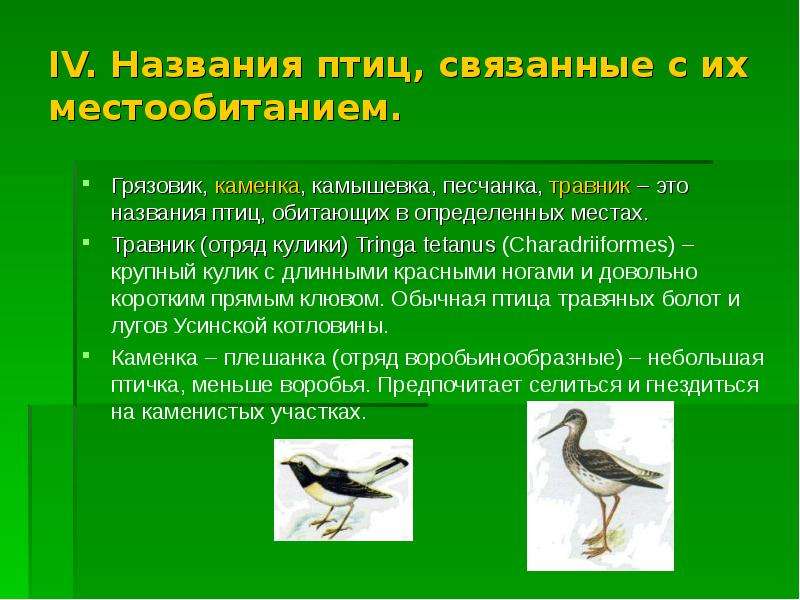 Обитание птиц. Происхождение названий птиц. Название связанное с птицами. Названия птиц связаны с их местообитанием. Название отряда связанного с птицамм.