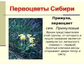 Первоцветы Сибири
