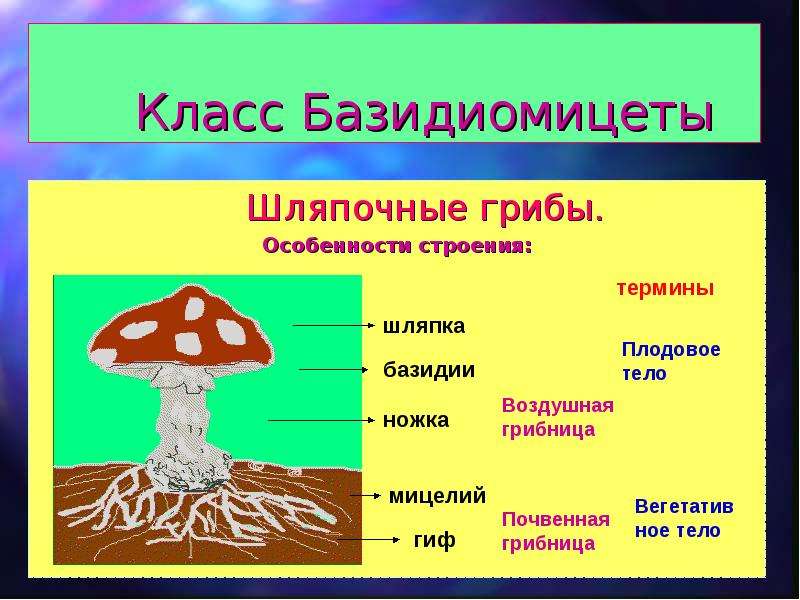 Презентация общая характеристика грибов 7 класс биология. Отделы царства грибов Базидиомикота. Шляпочные грибы особенности строения. Базидиомицеты грибы. Царство грибов строение грибов.