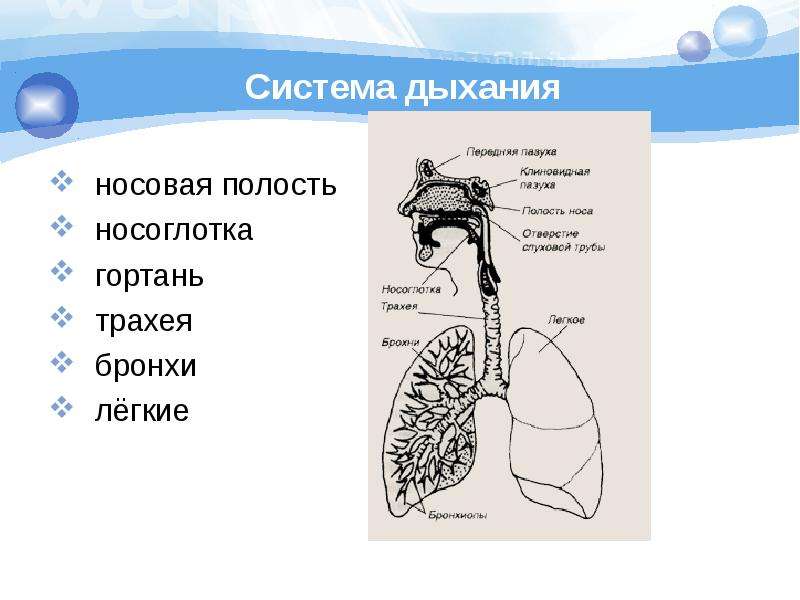 Органы дыхания человека 3 класс презентация