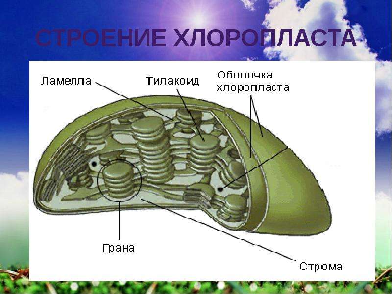 Граны хлоропластов. Строение хлоропласта Ламелла. Ламеллы хлоропластов. Хлоропласт Ламела строение. Строение граны в хлоропласте.