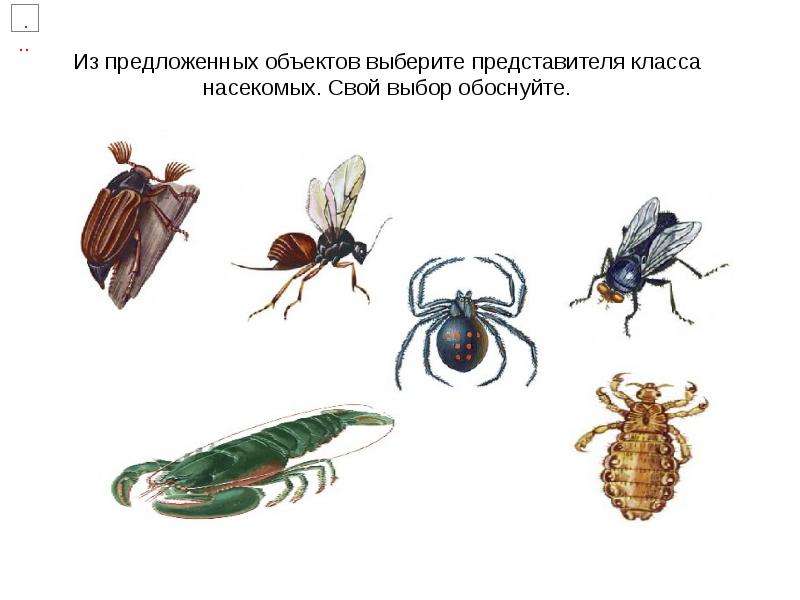 Презентация Типы развития и многообразие насекомых. Насекомые с полным превращением