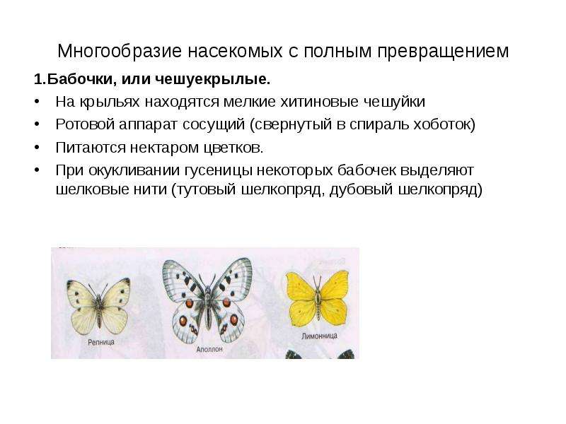 Многообразие насекомых с полным превращением 1. Бабочки, или чешуекрылые. На крыльях находятся мелки