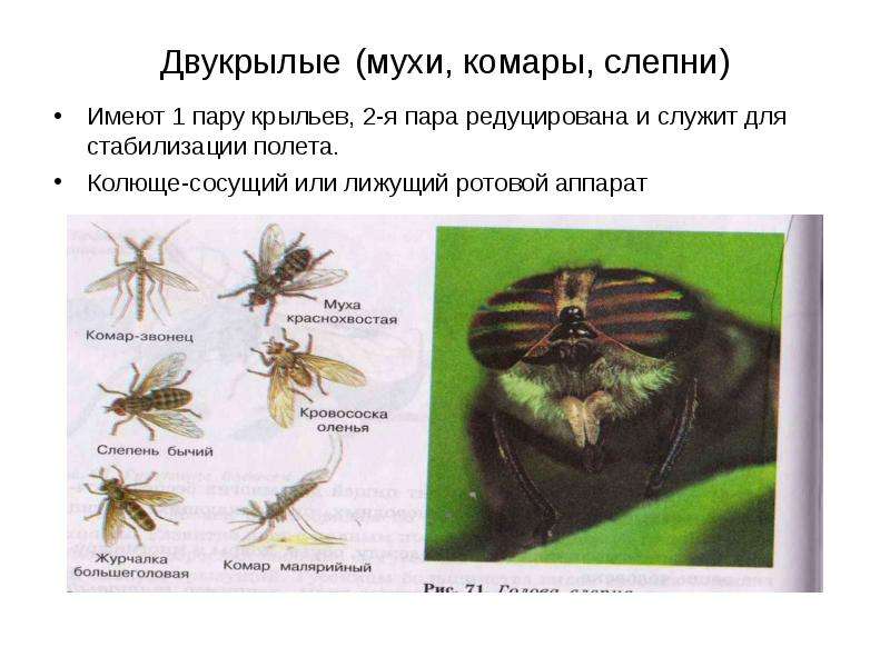 Двукрылые (мухи, комары, слепни) Имеют 1 пару крыльев, 2-я пара редуцирована и служит для стабилизац