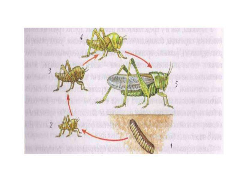 Типы развития и многообразие насекомых. Насекомые с полным превращением, рис. 9