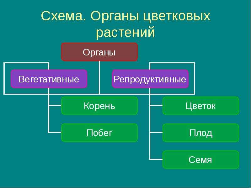 Органы цветкового растения 6 класс биология презентация