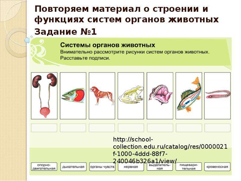 Презентация системы органов животных 7 класс