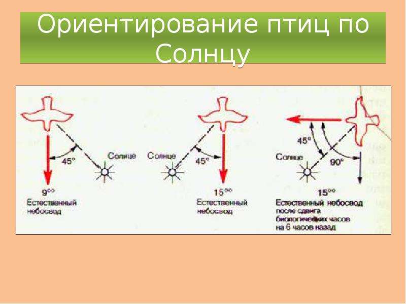 Как ориентируются птицы