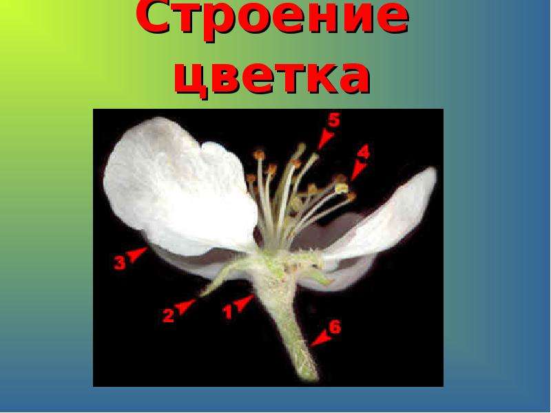 Репродуктивные органы это. Репродуктивные органы растений. Репродуктивные органы цветов. Репродуктивные органы растений цветок. Строение цветка яблони фото.