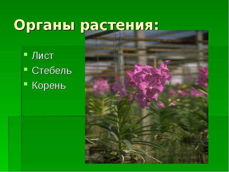 Растения производители. Растения производители 3 класс. Производители окружающий мир 3 класс растения. Растения производители окружающий мир 3 класс презентация. Растения производители 3 класс примеры.