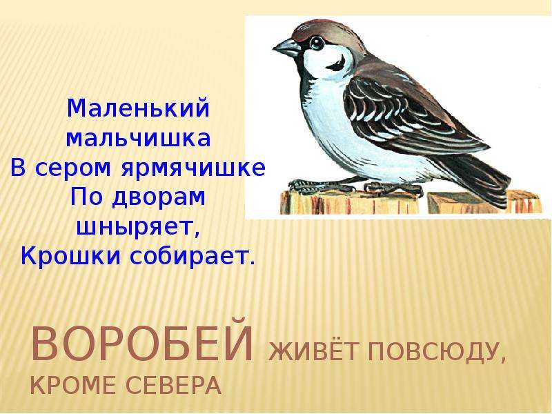 Жив жив воробей. Буква в Воробей. Слайд для презентации с Воробьем. Маленький мальчишка в сером. Где живут воробьи.