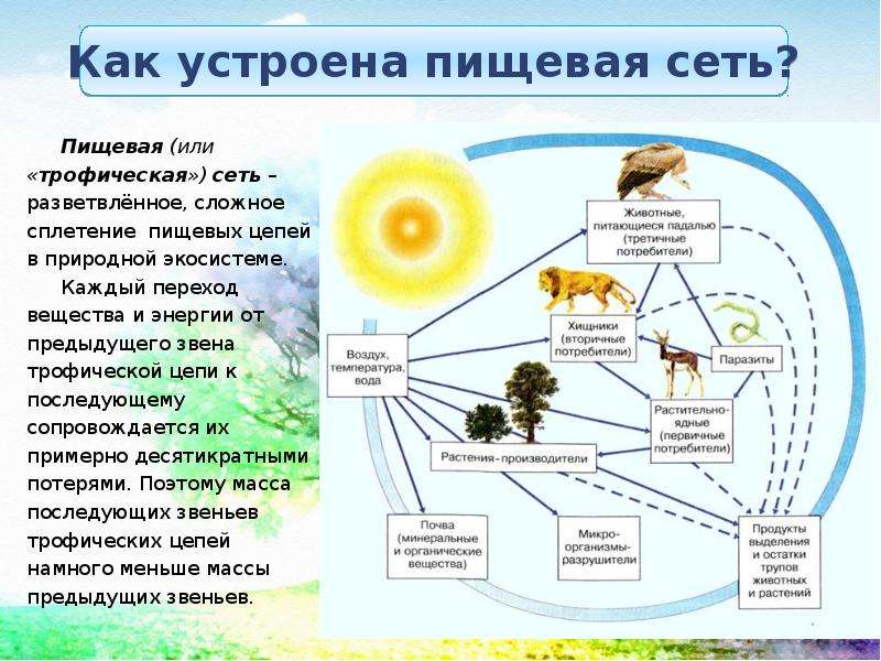 Картинка пищевая сеть