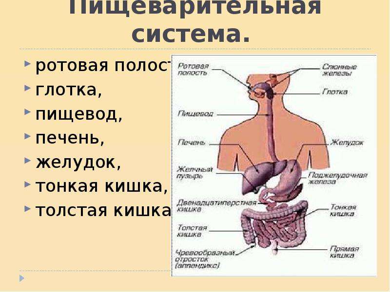 Презентация пищеварительная система 3 класс