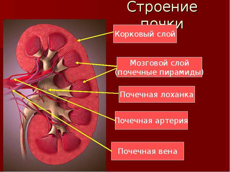 7 класс органы