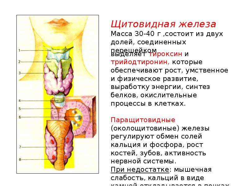 Желез или желез. Железа регулирующая рост человека. Воименовые железы. Изучение последствий удаления (экстирпации) эндокринных желез.. Открытые закрытые железы.