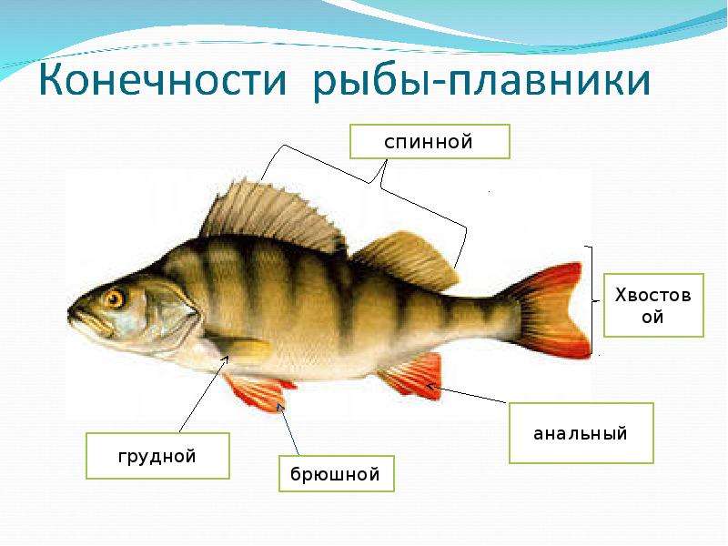 Рисунок внешнего строения рыбы